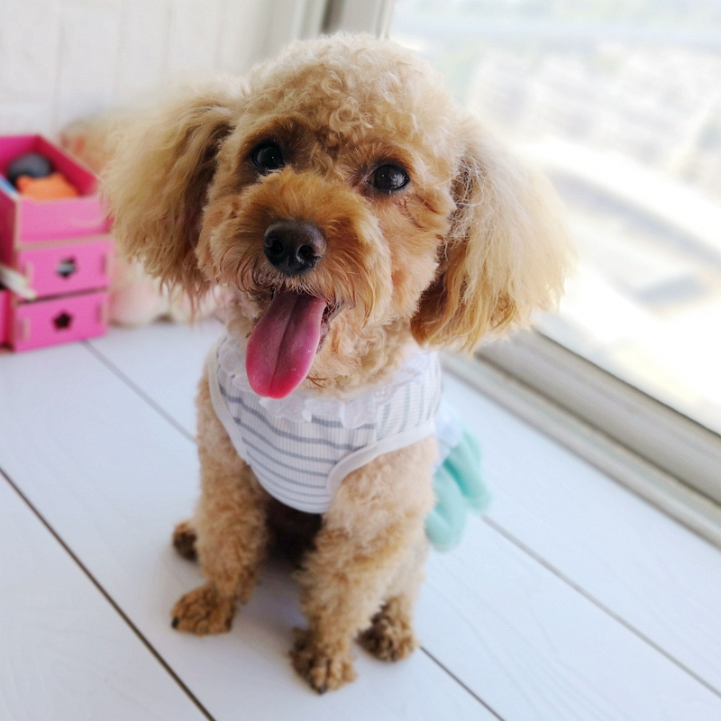 Cheap On Sale Pet Dress For Do - مراجعة Baby Products On Sale وسعره